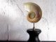 Objet de curiosité