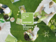 Greenery – kolorem roku 2017 wg. Pantone Greenery